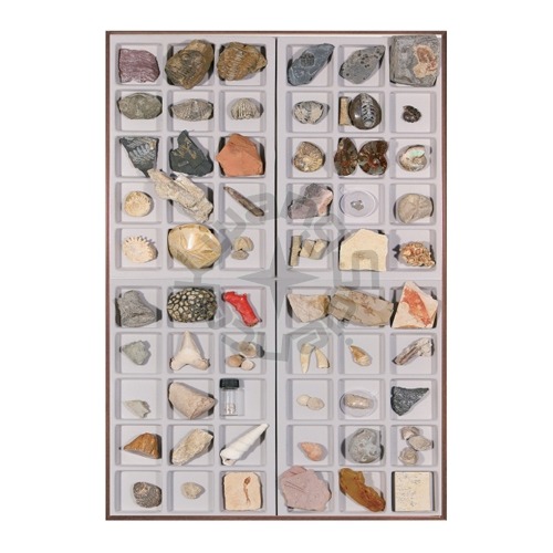 연구용화석표본(60종)