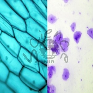 식물동물세포 비교세트 2종 식물동물세포