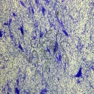 신경세포 슬라이드 표본 (75X25mm) 신경세포,슬라이드,표본