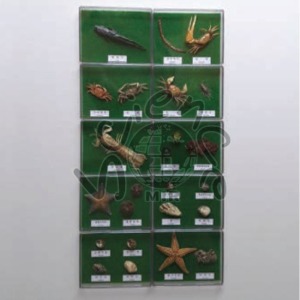 갯벌에사는생물 22종(아크릴케이스)