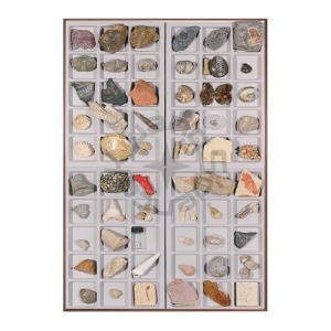 연구용화석표본(60종)